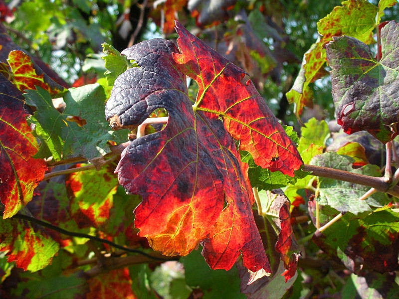 I colori dell''autunno...